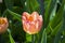 Tulipa of the Jumbo Beauty species