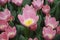 Tulipa Light and Dreamy Darwinhybrid Group grown in flowerbed.