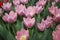 Tulipa Light and Dreamy Darwinhybrid Group grown in flowerbed.