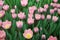 Tulipa Light and Dreamy Darwinhybrid Group grown in flowerbed.