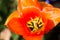 Tulipa `Orange Emperor` flowers in bloom in spring sunshine.