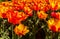 Tulipa Oxford Elite Darwin Hybrid Tulip. Spring tulips panoramic colorful flowerbed.