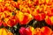 Tulipa Oxford Elite Darwin Hybrid Tulip. Spring tulips panoramic colorful flowerbed