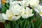 Tulipa Purissima Fosteriana Tulip,  classy and elegant tulip with broad pure white elongated petals and creamy base