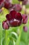 Tulipa Queen of Night