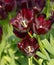 Tulipa Queen of Night