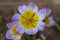 Tulipa saxatilis with Lilac and yellow colour,  Beautiful Wild tulip flower