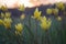Tulipa scythica sylvestris. Yellow rare meadow flower tulip blossoms in april. Disappearing plants from Red book