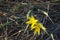 Tulipa scythica sylvestris. Yellow rare meadow flower tulip blossoms in april. Disappearing plants from Red book