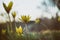 Tulipa scythica sylvestris. Yellow rare meadow flower tulip blossoms in april. Disappearing plants from Red book