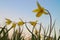 Tulipa scythica sylvestris. Yellow rare meadow flower tulip blossoms in april. Disappearing plants from Red book