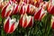 Tulipa Spring Surprise