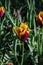 Tulipa Spring Surprise