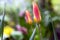 Tulipa stellata chrysantha in bloom, flowering golden lady tulips