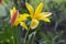 Tulipa stellata chrysantha in bloom, flowering golden lady tulips