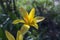 Tulipa stellata chrysantha in bloom, flowering golden lady tulips