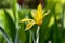 Tulipa stellata chrysantha in bloom, flowering golden lady tulips