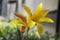 Tulipa stellata chrysantha in bloom, flowering golden lady tulips