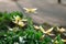 Tulipa Tarda late tulip with inflorescence of yellow flowers in full bloom growing in a botanic garden