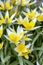 Tulipa Tarda late tulip or tarda tulip with inflorescence of yellow flowers in full bloom