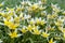 Tulipa Tarda late tulip or tarda tulip with inflorescence of yellow flowers in full bloom