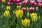 Tulipa Viridiflora `Yellow Springgreen`, closeup, selective focus