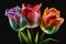 tulipanes pictures