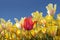 Tulips against blue sky