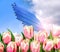 Tulips against sky and solar panels, renewable energy