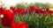 Tulips on agruiculture field holland