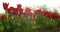 Tulips on agruiculture field holland