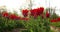 Tulips on agruiculture field holland
