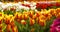 Tulips on agruiculture field holland