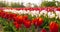 Tulips on agruiculture field holland