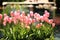 Tulips along a pool. wallpaper