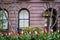 Tulips, apartment building, Manhattah, New York City