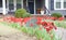 Tulips around a home\'s house number sign