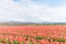 Tulips in the background , the town of Asahi in Toyama Prefectu