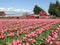 Tulips and Barn 3