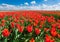 Tulips. Beautiful colorful red flowers in the morning in spring , vibrant floral background, flower fields in Netherlands.