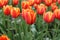 Tulips, beautiful, colorful spring flowers. Spring in garden.