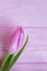 Tulips beauty bouquet fresh greeting on a pink wooden springtime delicate background march romantic