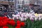 Tulips and Bicycles in Amsterdam