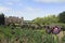 Tulips at Blicking