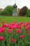 Tulips bloom in Bostonâ€™s Public Garden