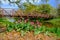 Tulips in Bloom at Entrance to Couturie Forest in City Park, New Orleans, LA, USA