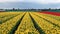 Tulips in Bloom in Field at Tulip Farm