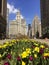 Tulips in bloom on Michigan Avenue in Chicago