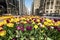 Tulips in bloom on Michigan Avenue in Chicago