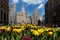 Tulips in bloom on Michigan Avenue in Chicago